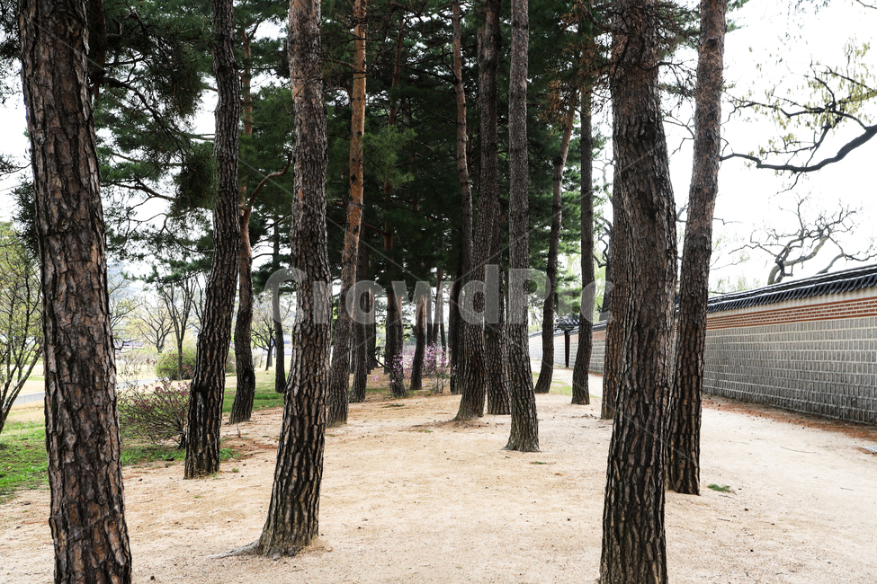 나무,소나무,흙,경복궁,문화재,서울,건축,궁전,지붕,기와,돌담,고건축,종로구,한국,석가래,흙길,산책로,자연,풍경,nature,landscape,tree,plant,식물,tree trunk,나무 줄기