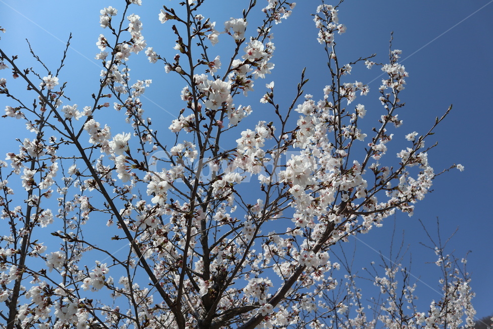 blossom,꽃,벚꽃,봄,감성사진