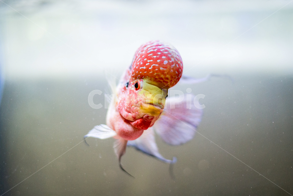 물고기,플라워혼,열대어,애완동물,동물,어항,동물,animal,어류,물고기,fish