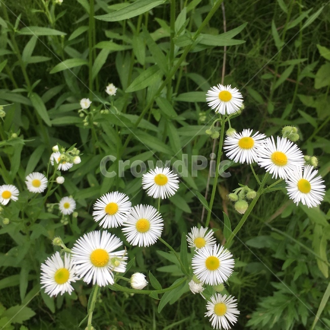 식물,꽃,계란꽃,자연,flower