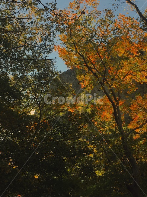 가을,산,산행,단풍,자연,autumn,mountain,hiking,maple,nature,자연,풍경,nature,landscape