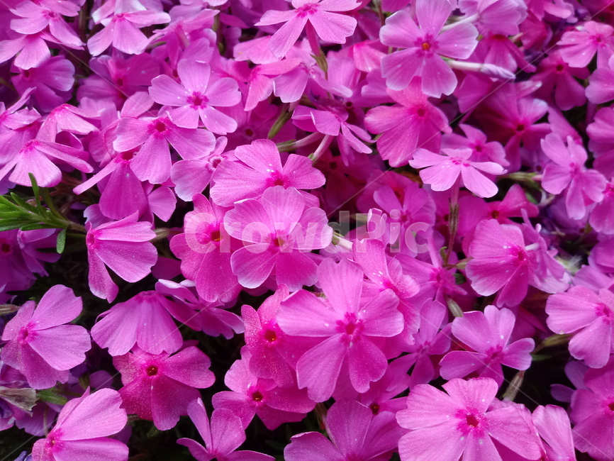 꽃잔디,다년생초본,꽃고비과,풀꽃,식물,식물,자연,plants,nature,꽃,flower