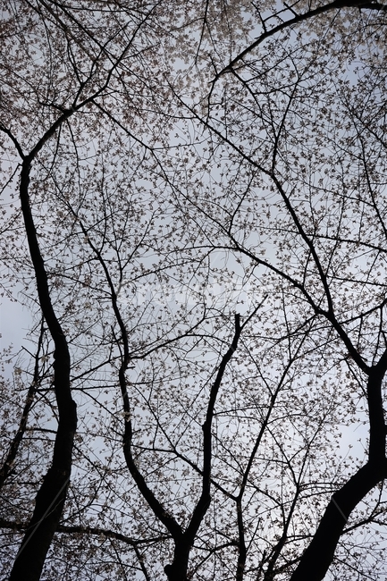 벚나무,나무,꽃,cherry,cherrytree,하늘,cherryblossom,nature,spring,봄,계절,spring,season,식물,자연,plants,nature,나무,trees,wood,tree,plant