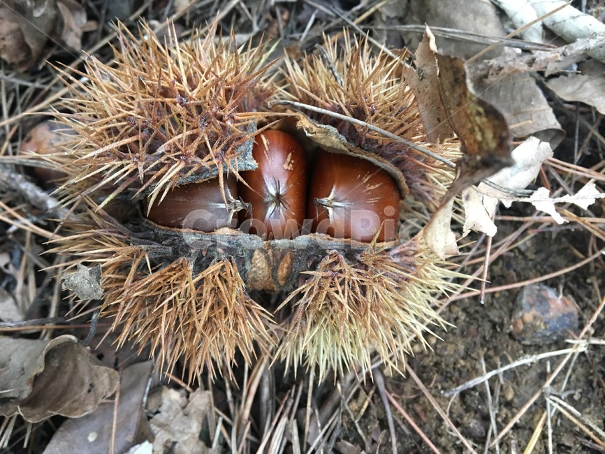 밤송이,밤껍질,밤알갱이,너트,nut,food,plant,가을,가을,계절,fall,autumn,season,식물,fungus,진균류,음식,vegetable,야채