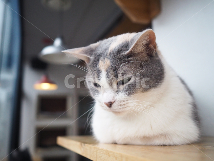 고양이,cat,동물,포유류,감성,코리안숏헤어,아련,귀여움,animal,동물,animal,포유류,mammal,고양이,cat,kitten,kitty