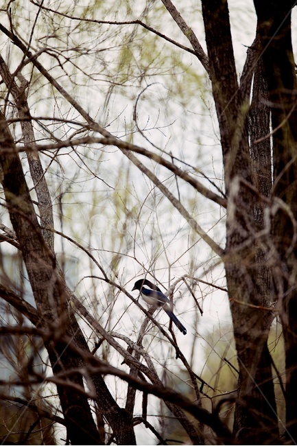 까치,나무,휴식,새,자연,magpie,동물,animal,조류,새,birds