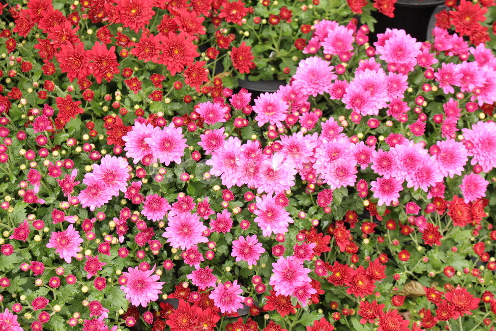 꽃,만개,활짝핀꽃,아름다움,여러송이,식물,자연,plants,nature,꽃,flower
