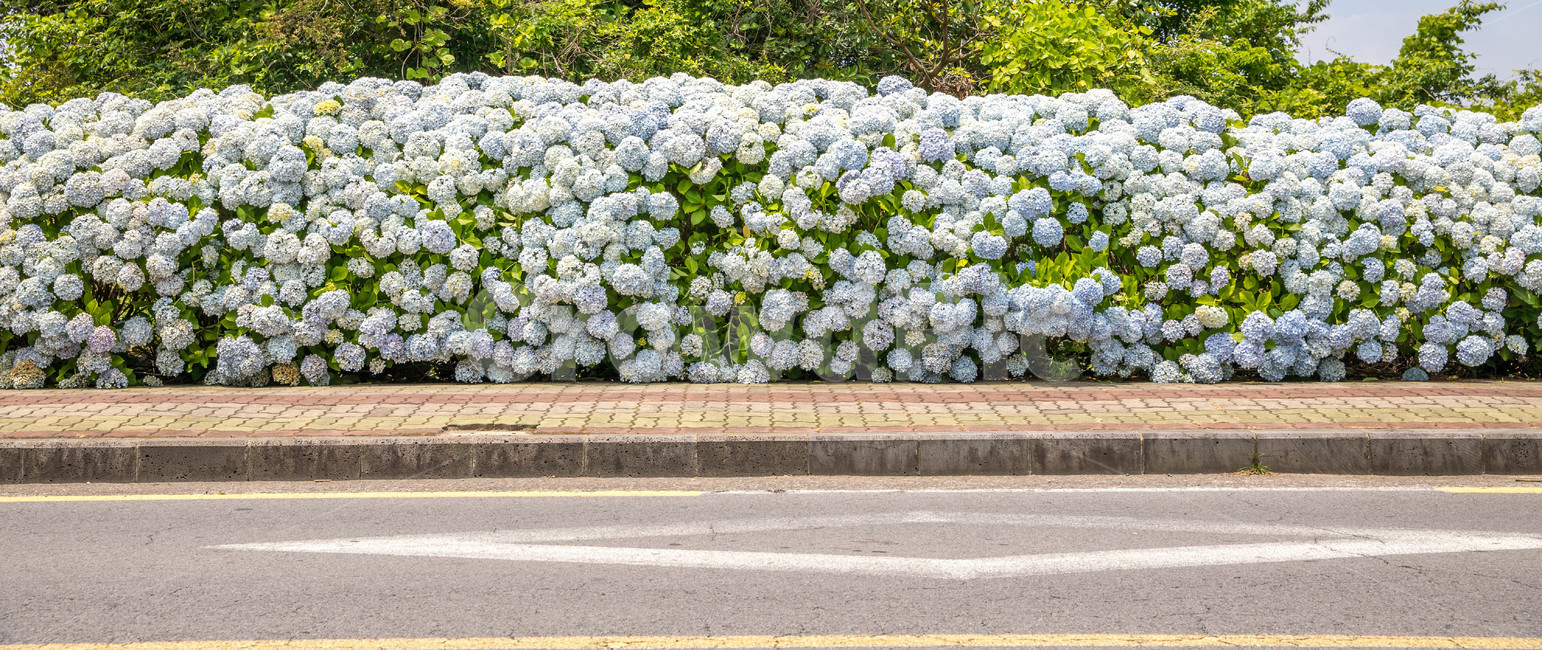 color,Jeju,Andeokmyeon Office,enjoy,hydrangea,scenery,summer,view,plants,sight,Emotion,sensible,roadside,rest,nature,Hydrangea Festival,Photo shoot,emotional,feeling,flower,Emotional photo,blooming,natural scenery,plant,travel,summer flowers,Sunny