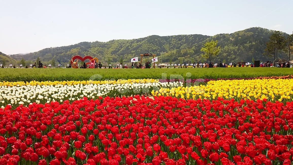 축제,꽃축제,붉은꽃,노란꽃,꽃밭,꽃