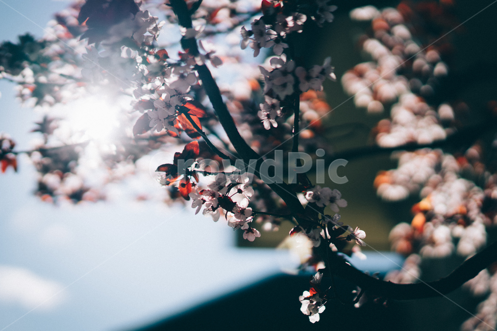 봄,벚꽃,꽃,역광,태양,spring,plant,식물
