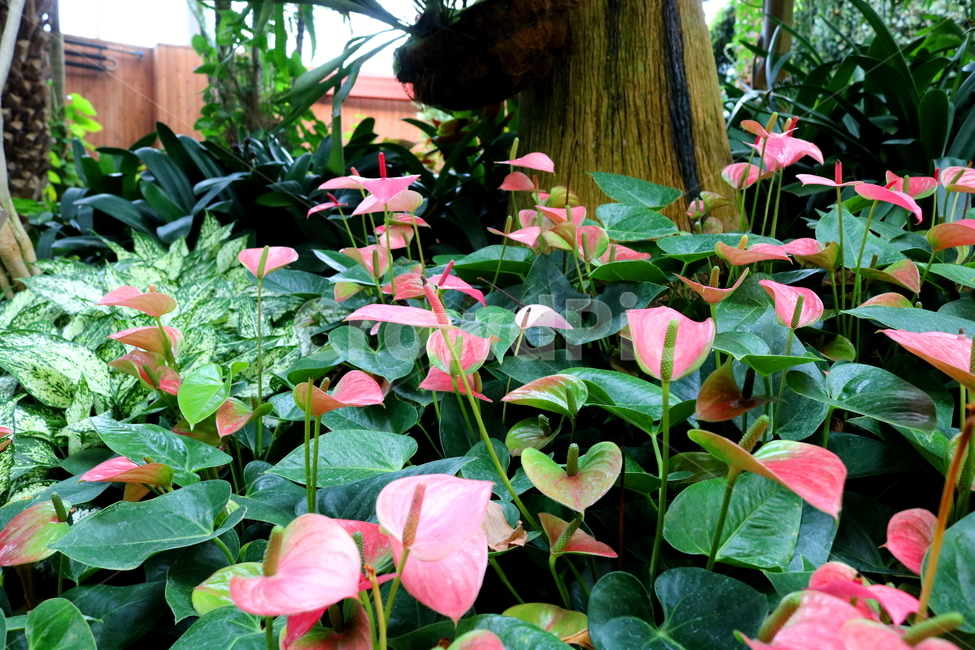 꽃,식물,안수리움,안수리움크리스탈리넘,안스리움,안투리움,관엽식물,열대식물,천남성과,자연