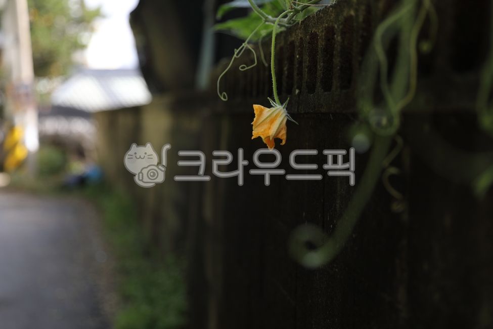 호박꽃,시골길,골목,골목길,길,담장,시골