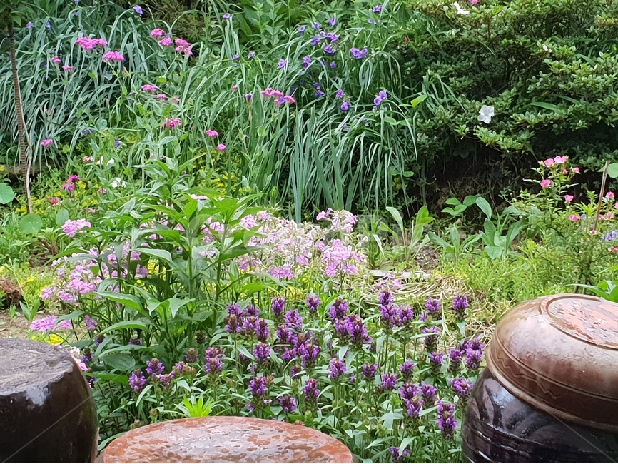 꿀풀,하고초,달개비,보라색,항아리,정원,가든,뜰,garden,flower,배경,배경이미지,배경화면,자연,풍경,nature,landscape,potted plant,화분,jar,pottery,도기류,plant,식물