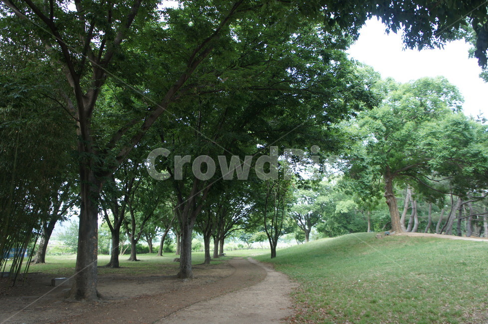 숲길,산책,산책로,여름,정원,tree,나무,plant,식물,garden,outdoors,옥외,한국,대한민국