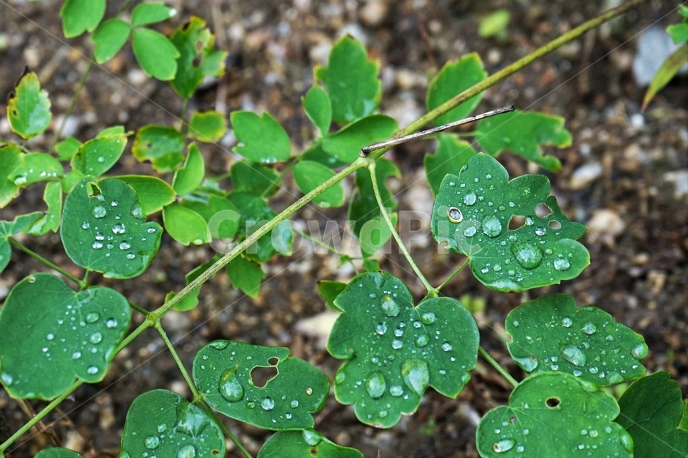 빗방울,이파리,잎,식물,가을,nature,plant,leaves,raindrop,식물,자연,plants,nature