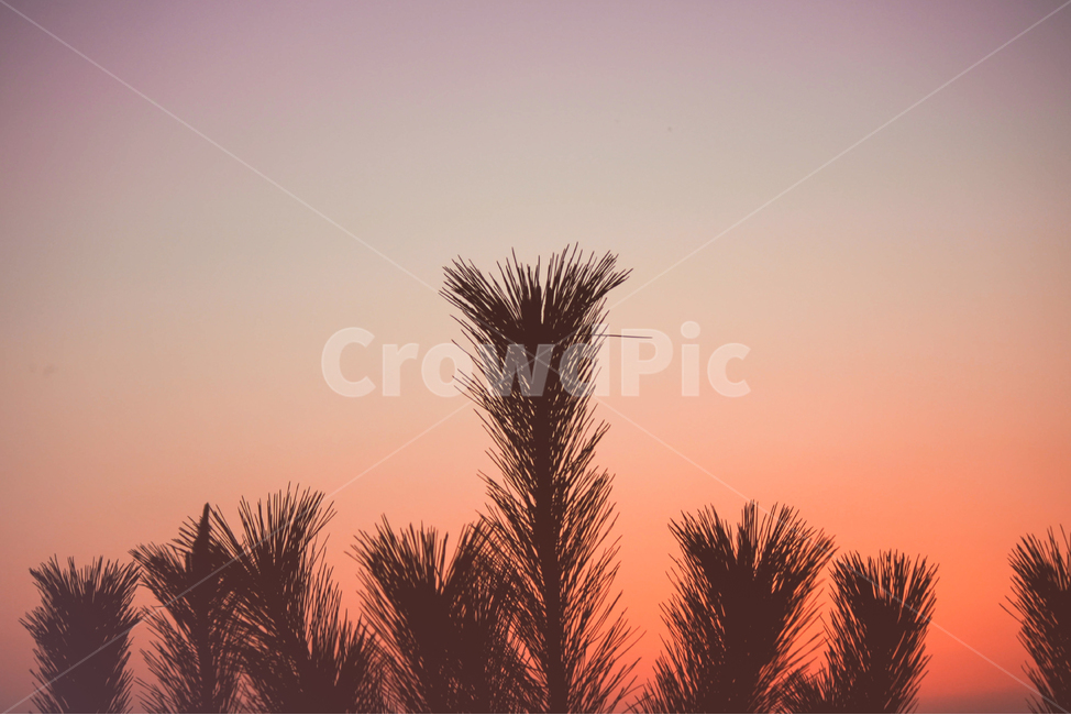 자연,풍경,일몰,sunset,landscape,nature,sunfall,태양,해,햇빛,sun,sunlight,light,빛,낙조,만,bay,식물,plant,하늘,sky,자연,풍경,nature,landscape,실루엣,그림자,silhouette,shadow,색깔,색상,색채,색감,color sense,color sensitivity,feeling of color,grass,잔디,lawn