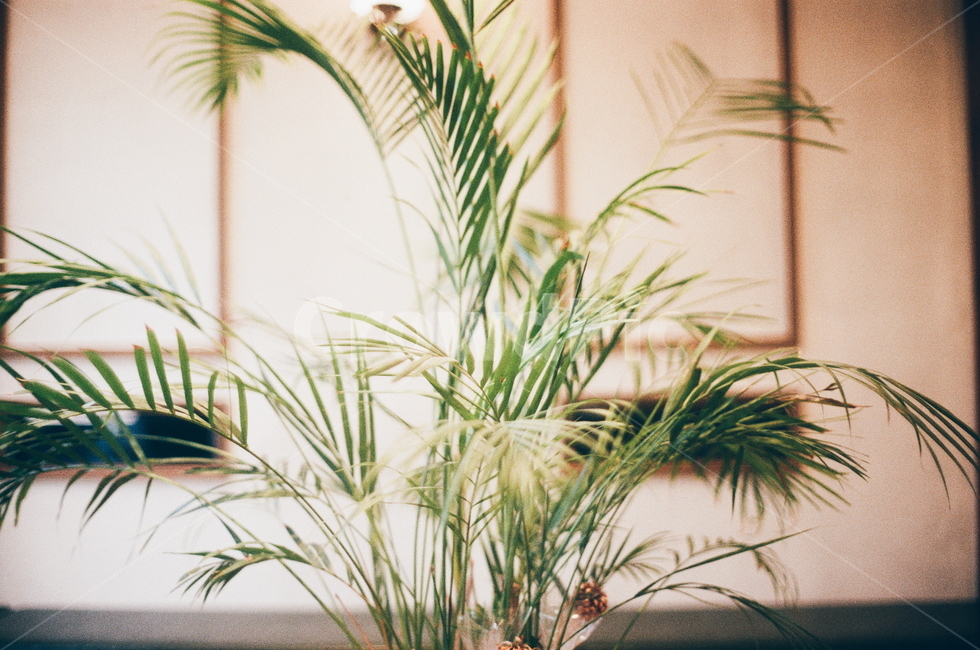 식물,초록,봄,인테리어,빈티지,감성,필름사진,식물,자연,plants,nature,실내용화초,화분,화초,house plant,감성,sensible,feeling