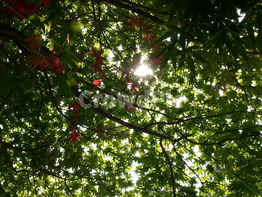 햇빛,나무,여름,그늘,자연,풍경,초록색,실루엣,식물,자연,plants,nature,나무,trees,wood,휴식,힐링,rest,relaxation,healing