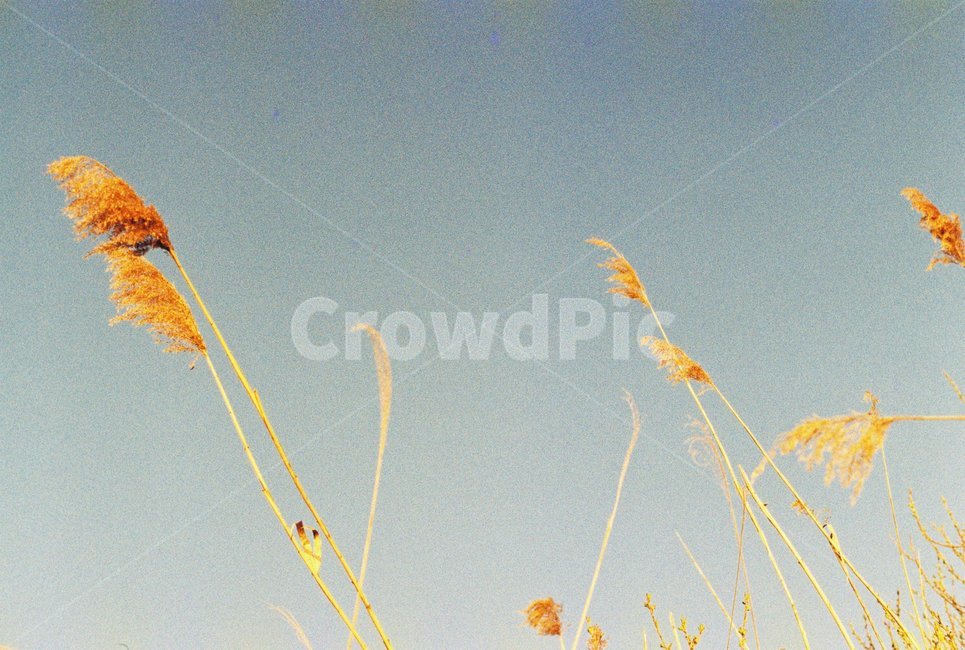 우포늪,자연,필름사진,아침,새벽,빛,나무,식물,자연,plants,nature