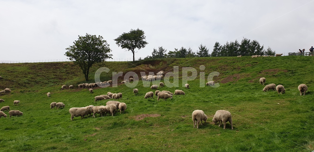 양떼목장,양,잔디,초원,나무,목축업,목장,livestock farming,ranching,pasture