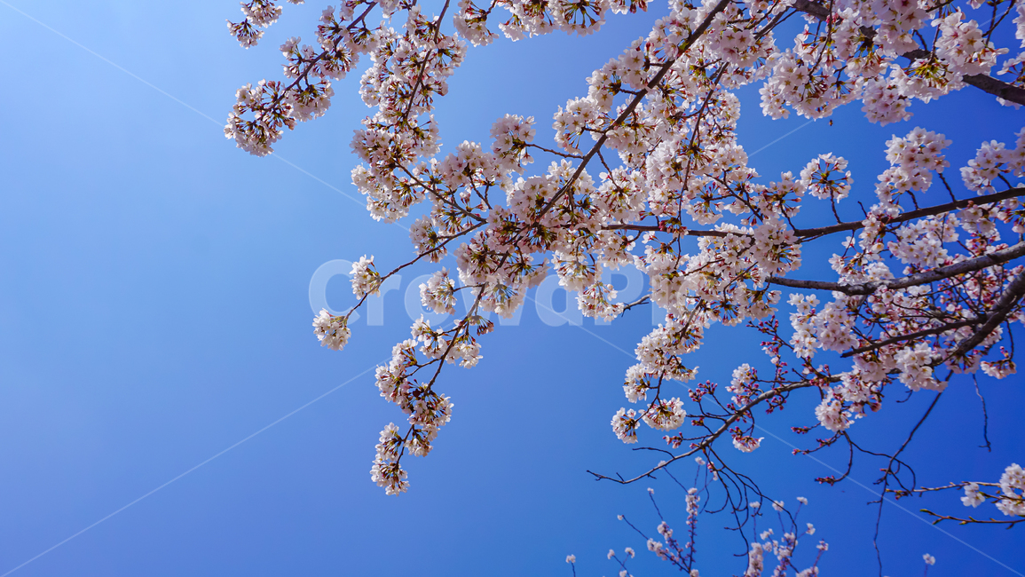 cheryblossom,blossom,plant,식물,벚꽃,꽃