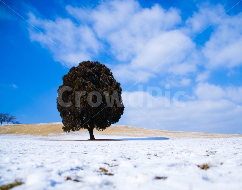 겨울,나무,나홀로,왕따,눈,풍경,구름,맑음,언덕,겨울,계절,winter,season,자연,풍경,nature,landscape,한국자연풍경,한국자연경관,korea nature landscape,식물,plants,나무,trees,wood,plant,tree