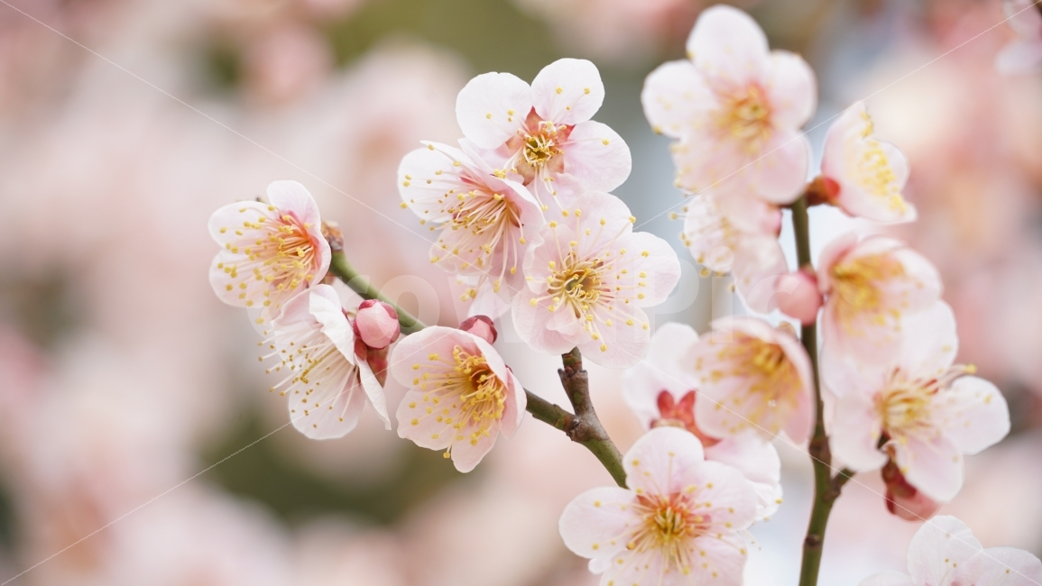 꽃,매화,봄,자연,핑크,봄,계절,spring,season,식물,자연,plants,nature,꽃,flower,plant