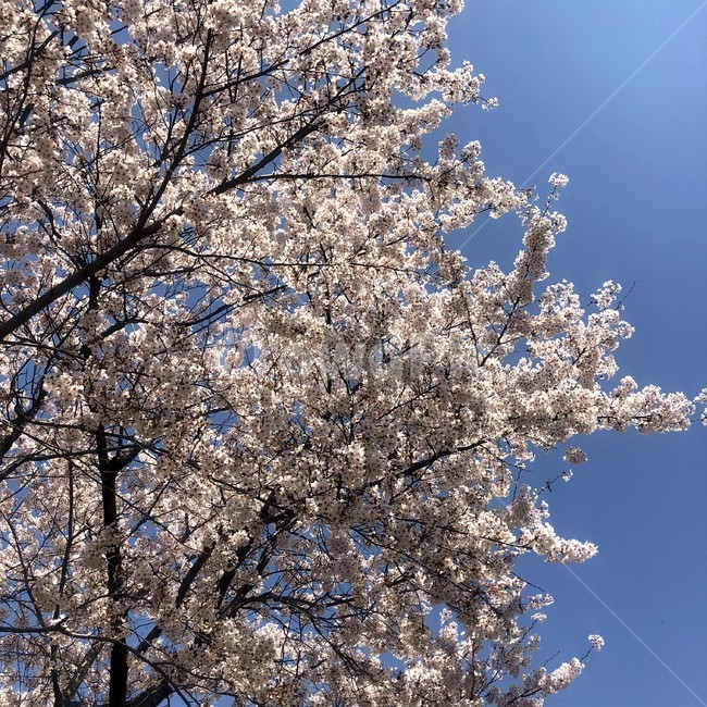 벚꽃,봄,꽃나무,맑은하늘,벚꽃나무
