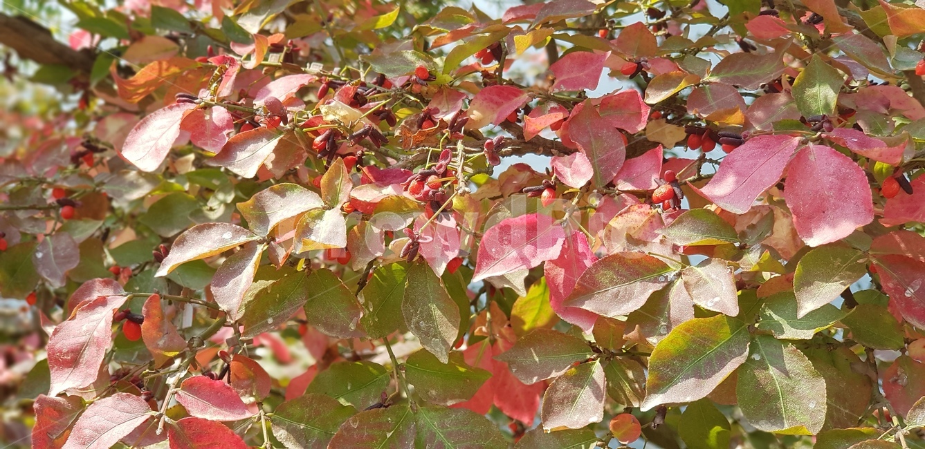 단풍,가을,나무잎,계절,초록,빨강,브라운,식물,나무,plant,leaf,tree,잎,식물,자연,plants,nature