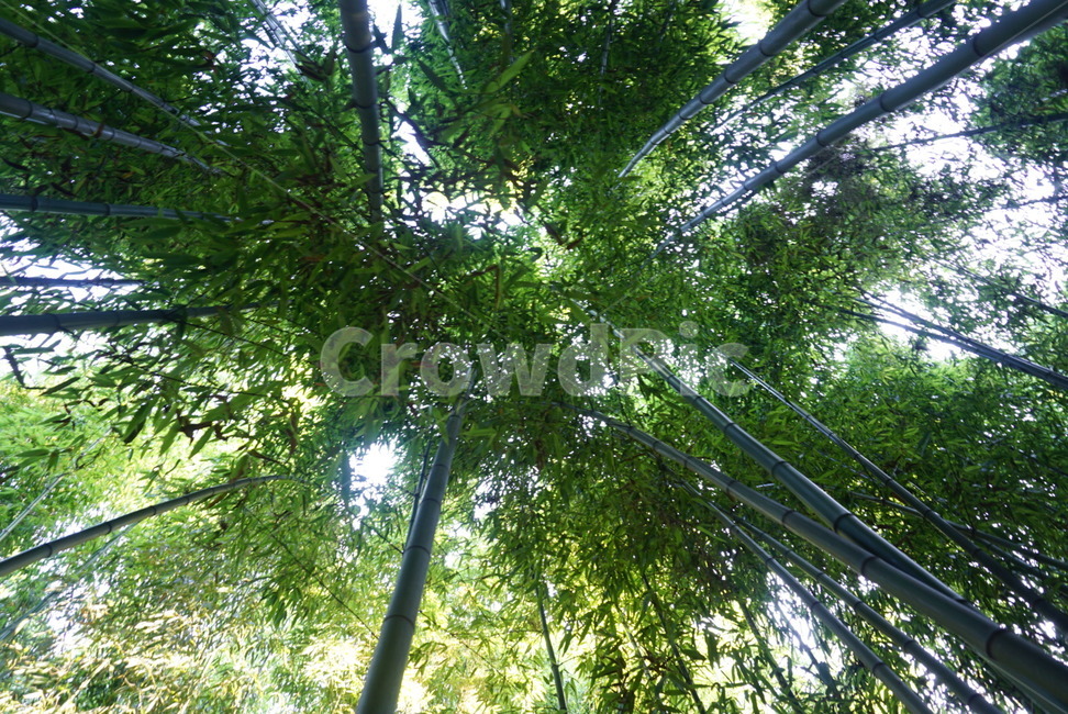 bamboo forest,forest,Sipni Bamboo Forest,Taehwa River Park,tree,Ulsan,riverside,picnic,Tenni Bamboo Field,bamboo,trail,Sipni Bamboo Field Road,Taehwa Riverside,park