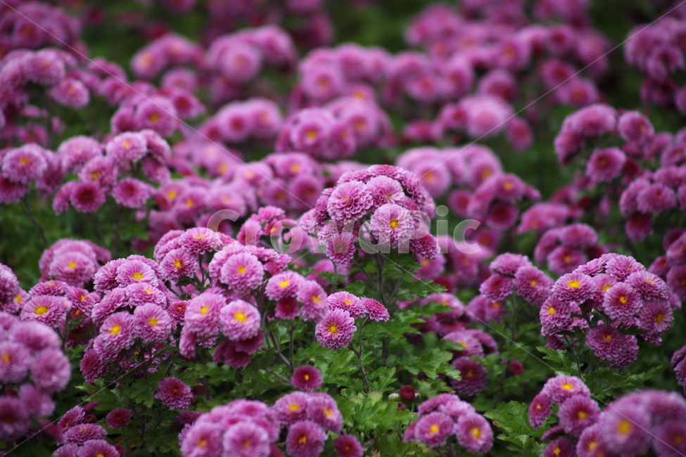 국화,식물,꽃,가을꽃,chrysanthemum,가을,계절,fall,autumn,season,식물,자연,plants,nature,꽃,flower,plant,blossom,flower arrangement,꽃꽂이,flower bouquet,꽃 부케