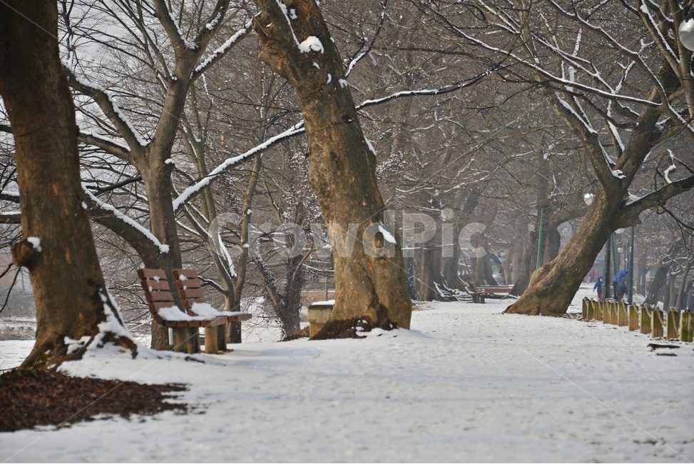 treetrunk,나무줄기,bench,벤치,plant,식물,tree,나무,winter,겨울,blizzard,눈보라,nature,자연,outdoors,옥외,snow,눈,담양,관방천,관방제림,관방천설경,관방제림설경