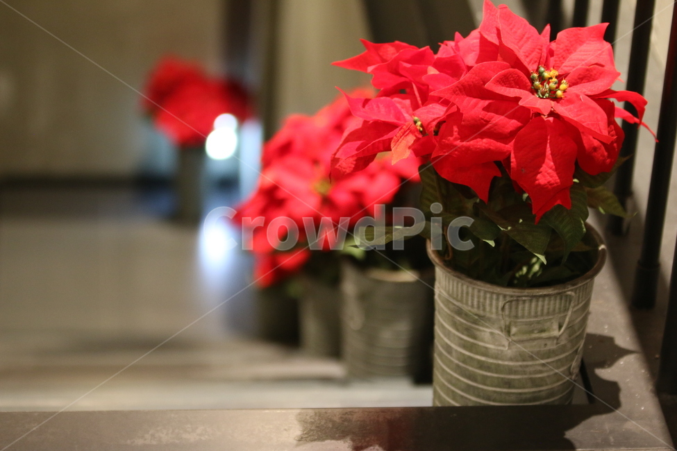 꽃,계단,조명,식물,빨간,화분,실내용화초,화분,화초,house plant