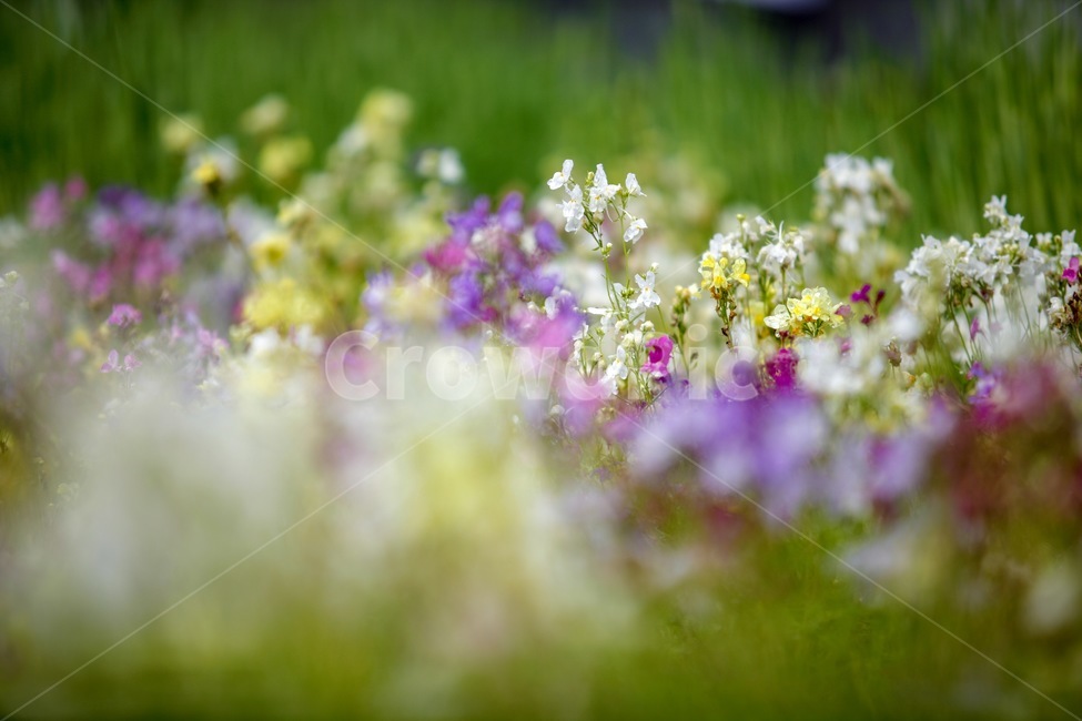 꽃,자연,풍경,감성,사랑,식물,자연,plants,nature,꽃,flower