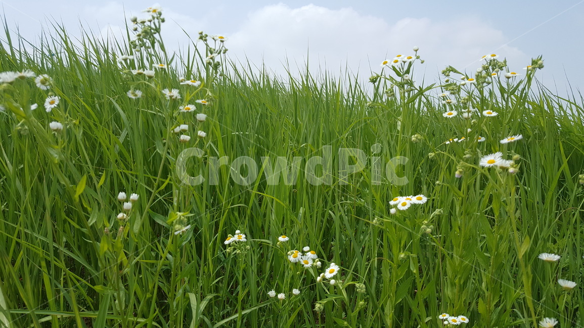 하늘,산책,공원,자연,꽃길,식물,자연,plants,nature,꽃,flower