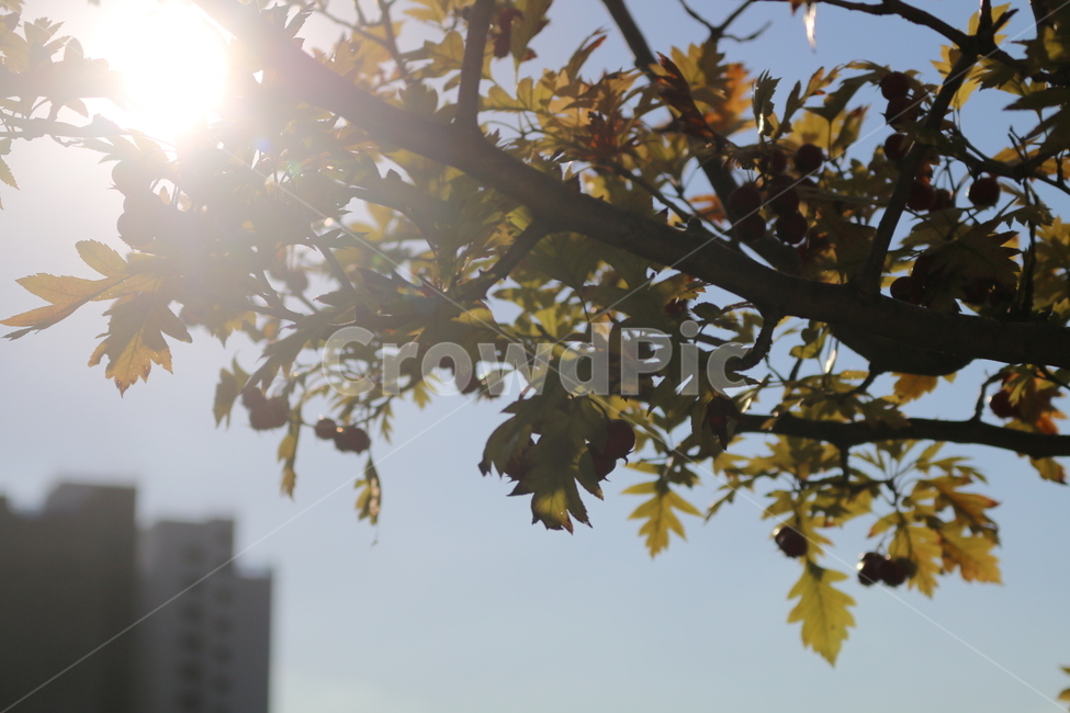 하늘,나무,풀,햇빛,빛,해,태양,식물,자연,plants,nature,나무,trees,wood