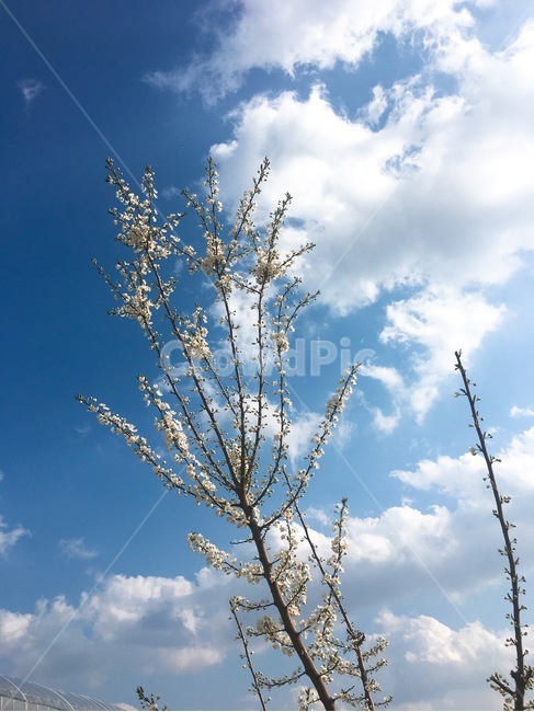 하늘,구름,나무,꽃,꽃나무,앵두꽃,햇살,계절,봄,sky,skyblue,flower,cherrytree,시골,country,flowerplant