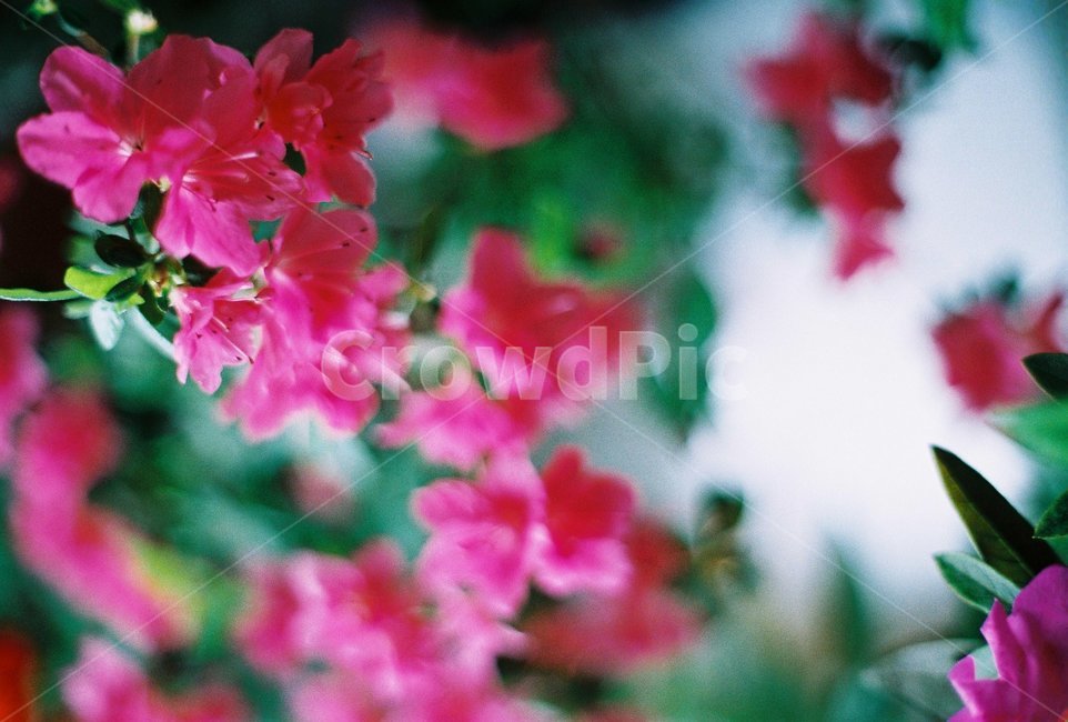 진달래,진달래꽃,봄꽃,분홍색,핫핑크,식물,자연,plants,nature,꽃,flower