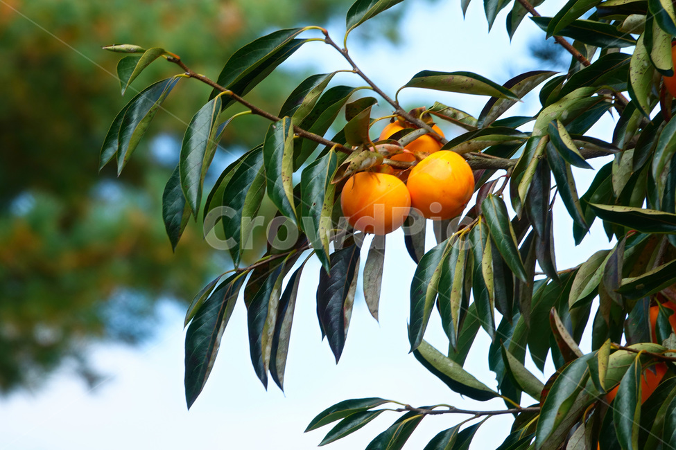 식물,과일,감,가을,나무,과일,열매,fruit