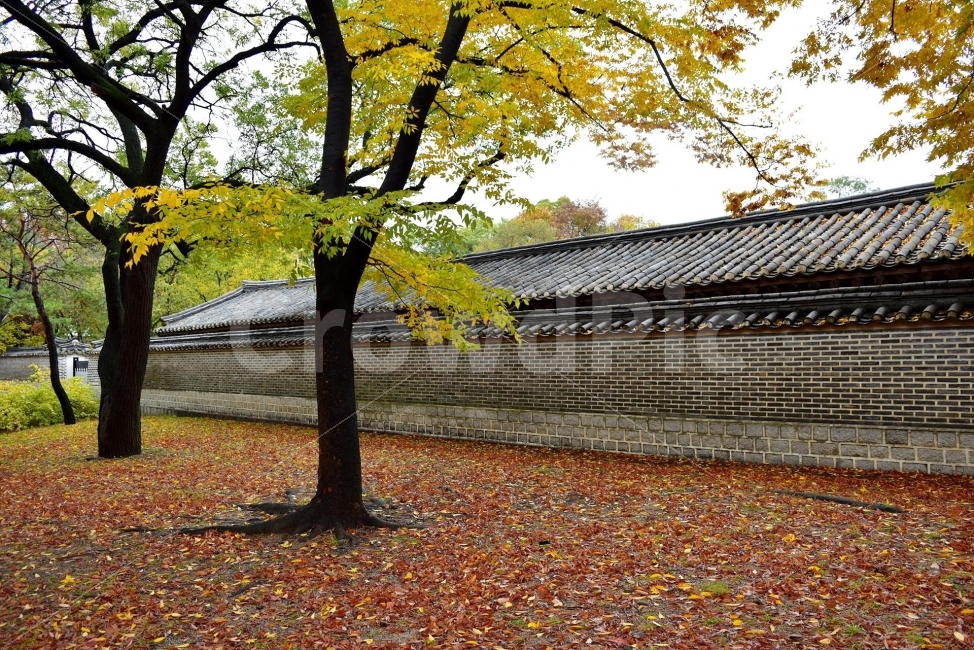 창경궁,가을,단풍,풍경,고궁,서울,낙엽,도심지,명소,자연,비경,단풍나무,춘당지,가을색,가을색채,오색,자연,풍경,nature,landscape,가을,계절,fall,autumn,season,한국전통,한국문화,korean traditional,korean culture,plant,식물,tree,나무,tree trunk,나무 줄기