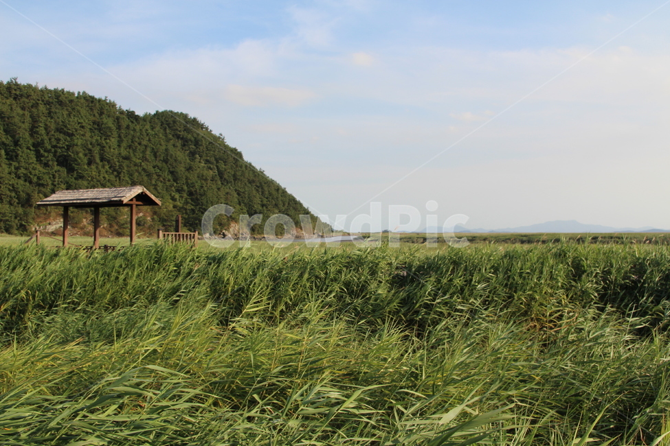 Suncheon,sky,Suncheon Bay Wetland,Reed,Suncheon Bay,sight,Jeollanamdo