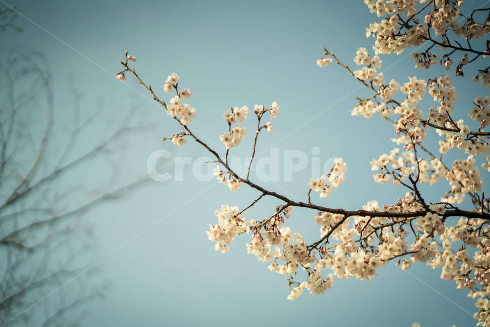 벚꽃,봄,봄꽃,감성사진,꽃,flower,봄,계절,spring,season