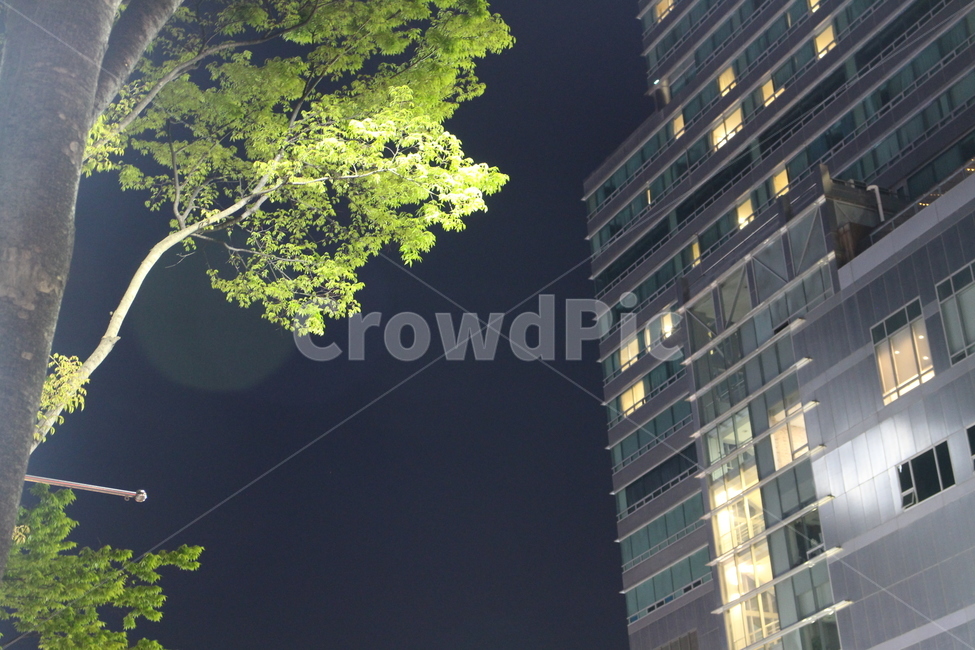 가로등,가로수,나무,복합건물,밤,불빛,빛,light,night,streetlamp,tree,streettrees,building,complexbuilding