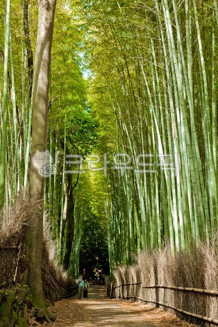 일본,교토,japan,kyoto,아라시야마,plant,식물,대나무,숲