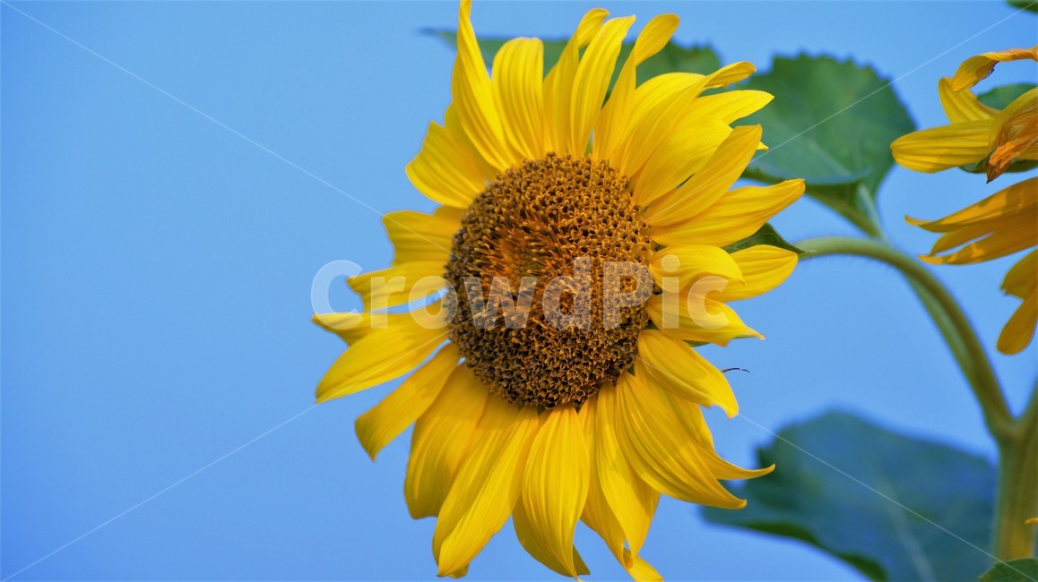꽃,flower,해바라기,sunflower,가을꽃,식물,자연,plants,nature,꽃,flower