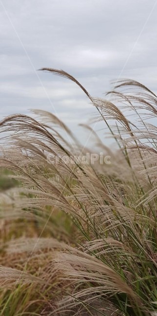가을,억새,자연,풍경,계절,감성,바람,가을,계절,fall,autumn,season,grass,잔디,plant,식물,lawn,reed,갈대