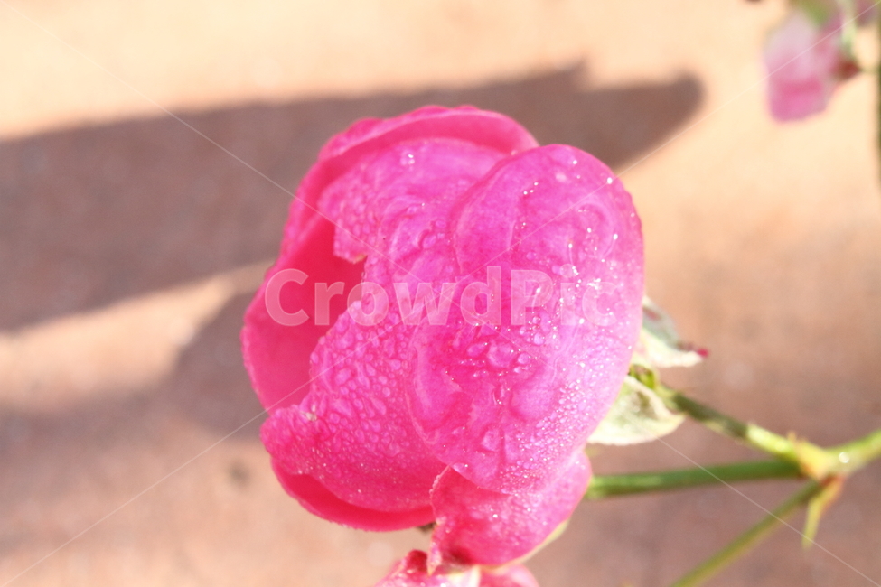 장미,꽃,식물,정원수,rose,식물,자연,plants,nature,꽃,flower
