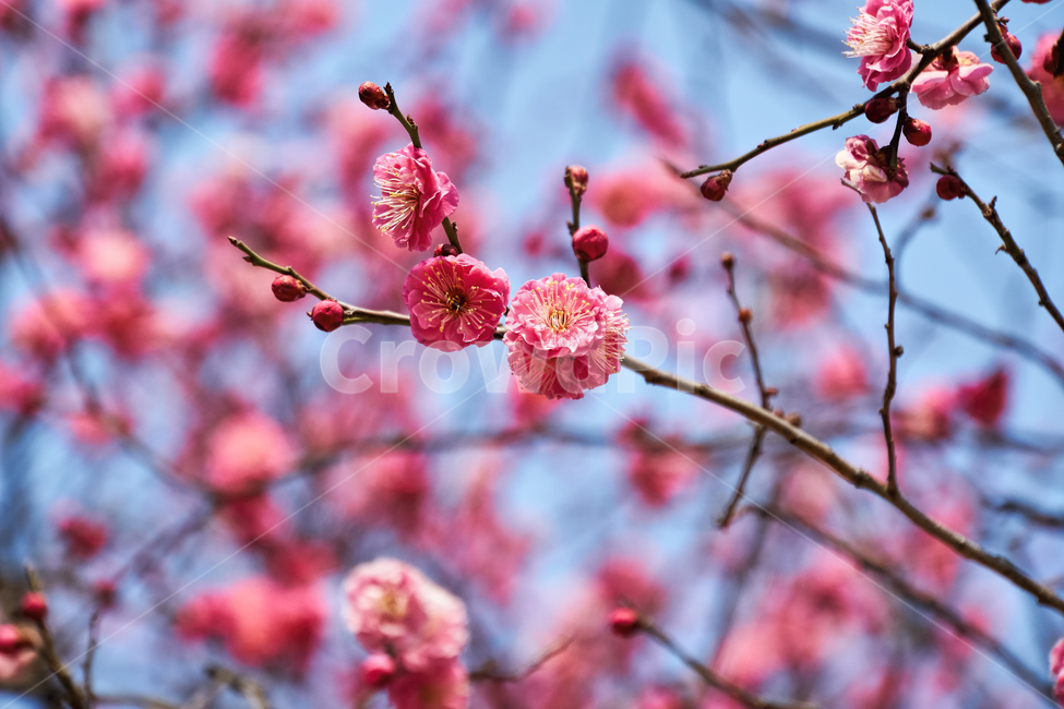 홍매화,매화,꽃,매화꽃,자주색,접사,붉은색,tree,blossom,plum,flower,pink,leaf,sky,nature,floral