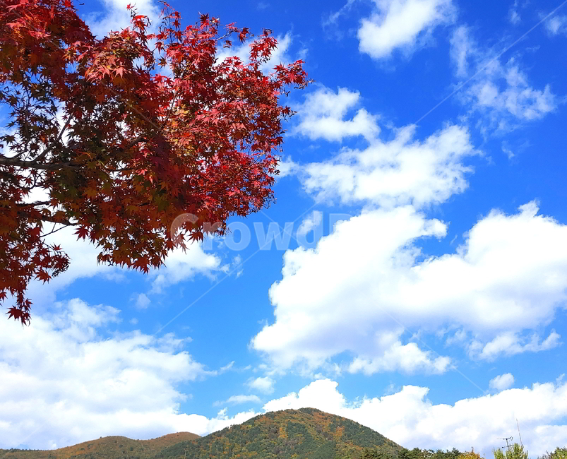 단풍,가을,산,나무,붉은단풍,가을,계절,fall,autumn,season,자연,풍경,nature,landscape,tree,plant,식물