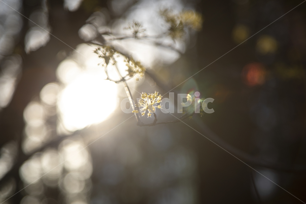 flare,플레어,light,빛,자연,나무,불빛,감성,식물